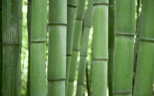 Bamboo Grove